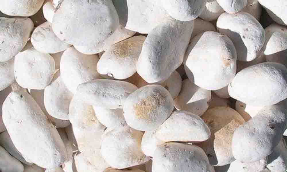 Tocosh penisulina natural