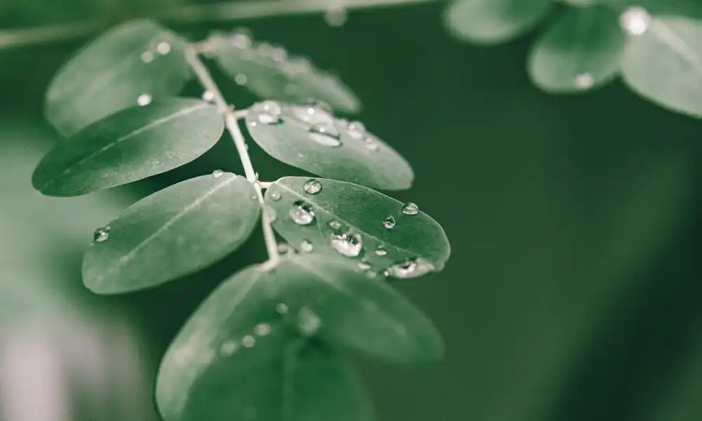 beneficios de la moringa