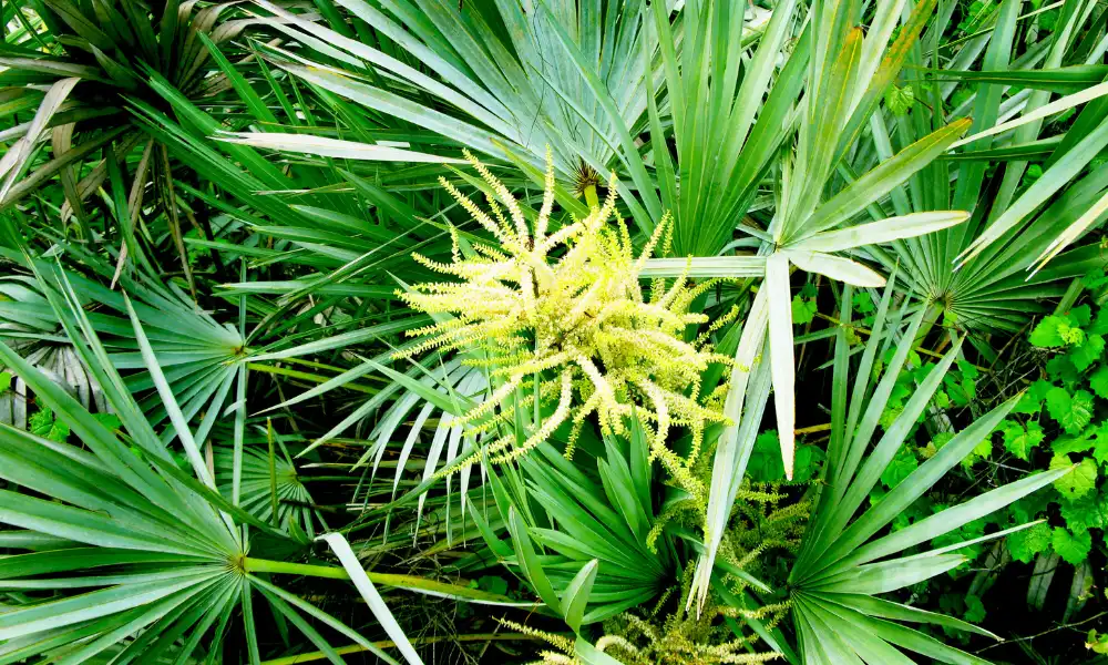 Prostatil tu aliado natural